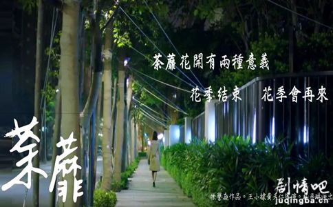 电视剧荼蘼剧照